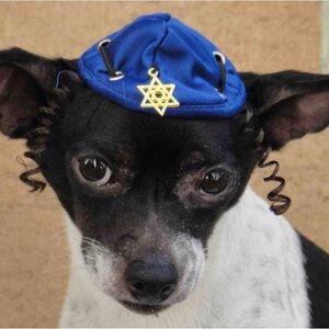 Hanukkah hat Blue Dog Kippah with Star of David cat